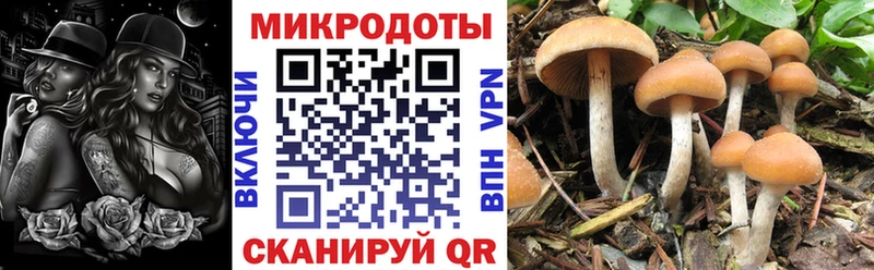 Галлюциногенные грибы GOLDEN TEACHER  купить наркотик  Элиста 