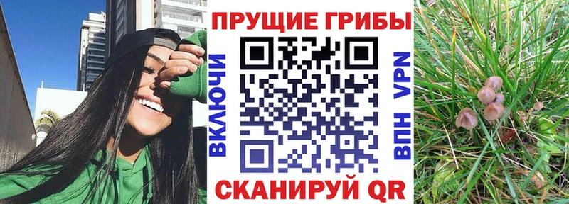 Галлюциногенные грибы Cubensis Элиста